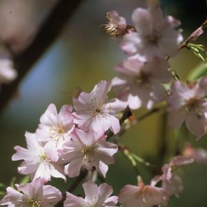 Prunus subhirtella var. autumnalis 