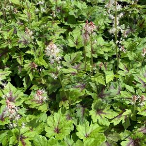 Tiarella cordifolia Elizabeth Oliver