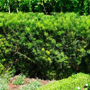 Cephalotaxus harringtonia Fastigiata