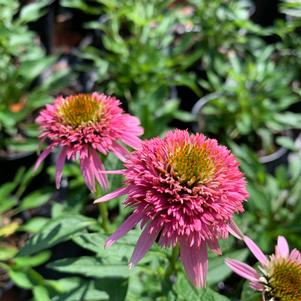 Echinacea purpurea Butterfly Kisses