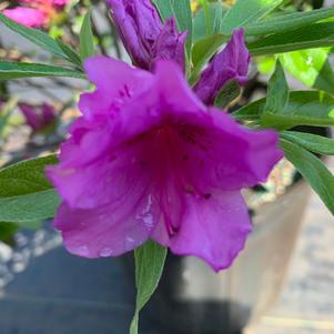 Azalea-Rhododendron Gable hybrid Herbert