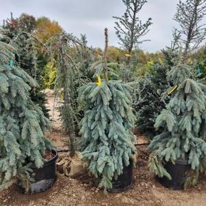 Picea pungens Glauca Slenderina Pendula