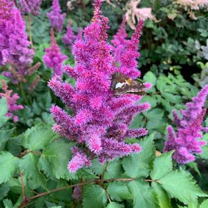 Astilbe chinensis Visions