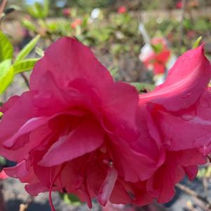 Azalea-Rhododendron Encore®Autumn Rouge®PP10438 