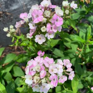 Phlox paniculata Bold & Beautiful