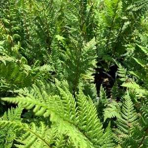 Fern-Athyrium felix-femina Lady in Red