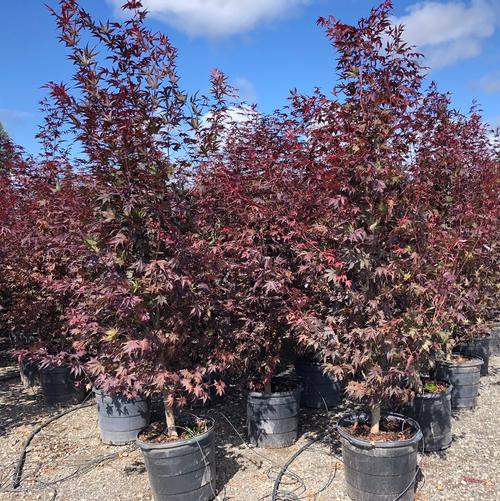 Acer palmatum Bloodgood