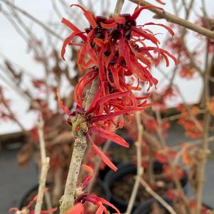 Hamamelis X intermedia Diana