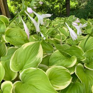 Hosta Fragrant Bouquet