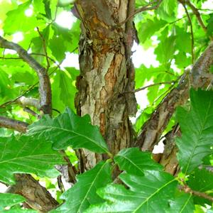 Quercus bicolor 