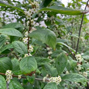 ILEX VERTICILLATA SPARKLEBERRY