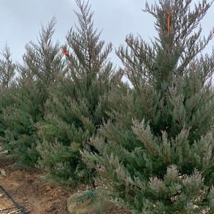 Juniperus virginiana Burkii