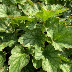 Heuchera Carnival Cocomint