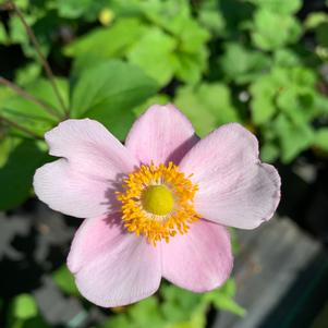 Anemone hupehensis September Charm