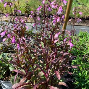 Penstemon digitalis Midnight Masquerade