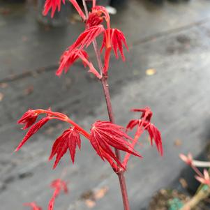 Acer palmatum Beni Komachi