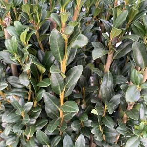 Ilex crenata Skypencil