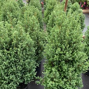 Chamaecyparis Thyoides Red Star