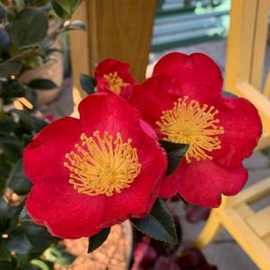 Camellia sasanqua Yuletide