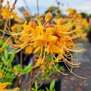 Azalea-Rhododendron austrinum Deciduous Native 