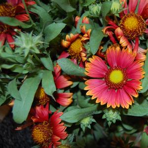 Gaillardia Arizona Red Shades