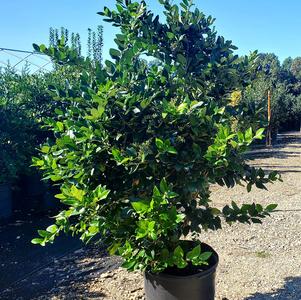 Ligustrum lucidum 