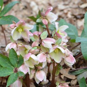 Helleborus Ivory Prince