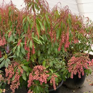 Pieris japonica Valley Valentine