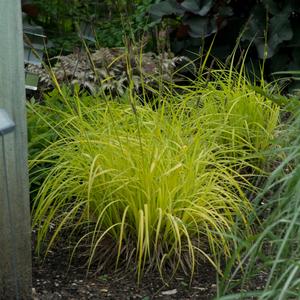 Carex elata Bowles Golden