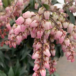 Pieris japonica Katsura