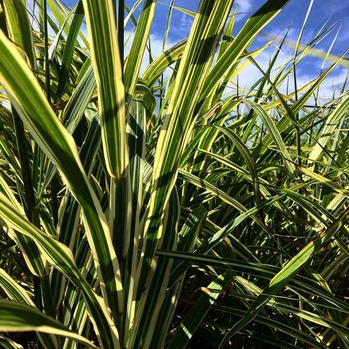 Miscanthus sinensis Cosmopolitan