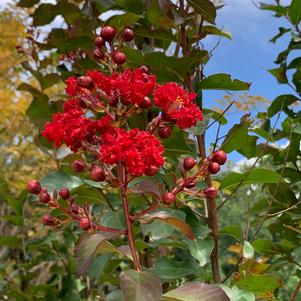 Lagerstroemia Colorama™ Scarlet 