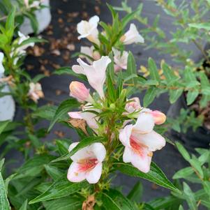 Weigela florida Sonic Bloom® Pearl (PP24585) 