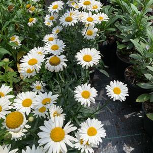 Leucanthemum Superbum Lucille Chic