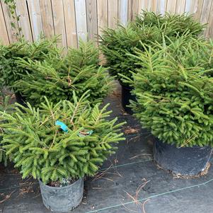 Picea orientalis Shadows Broom