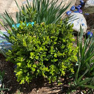 Buxus NewGen Independence