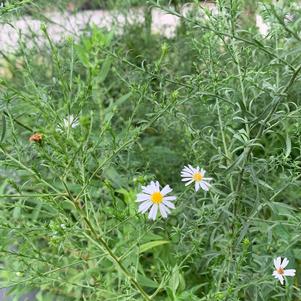 Aster pilosum 