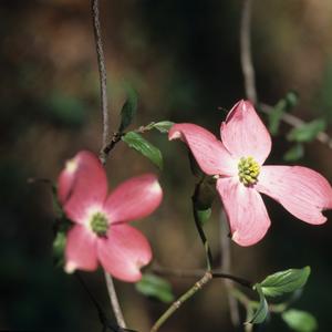 Cornus florida Cherokee Chief