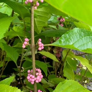 Callicarpa americana Welch's Pink