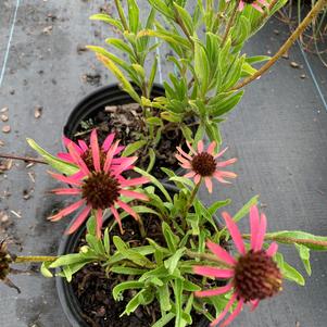 Echinacea tennesseensis Rocky Top