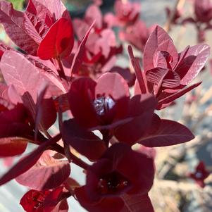 Cotinus coggygria Royal Purple