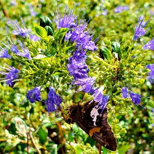 Caryopteris X clandonensis Longwood Blue