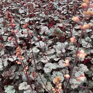 Heuchera Silver Scrolls