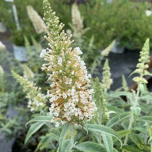 Buddleia White Ball