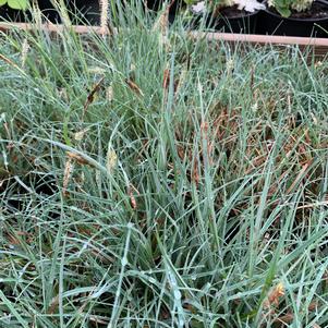 Carex flacco BLUE ZINGER