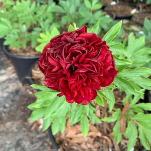 Paeonia Henry Bockstoce