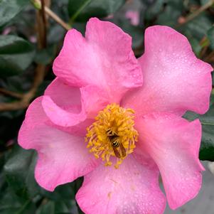 Camellia sasanqua Cleopatra