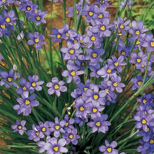 Sisyrinchium angustifolium Lucerne