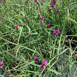 Tradescantia Red Grape