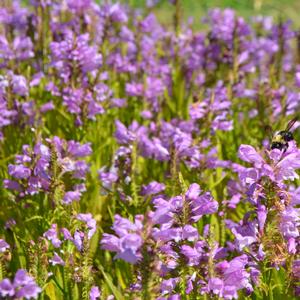 Physostegia virginiana Vivid